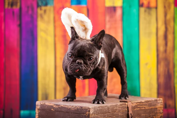 A french bulldog — Stock Photo, Image