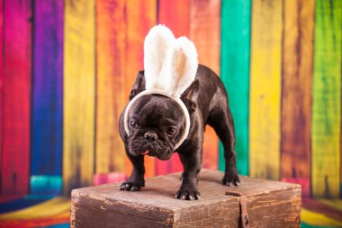 Fransız buldozer bunny