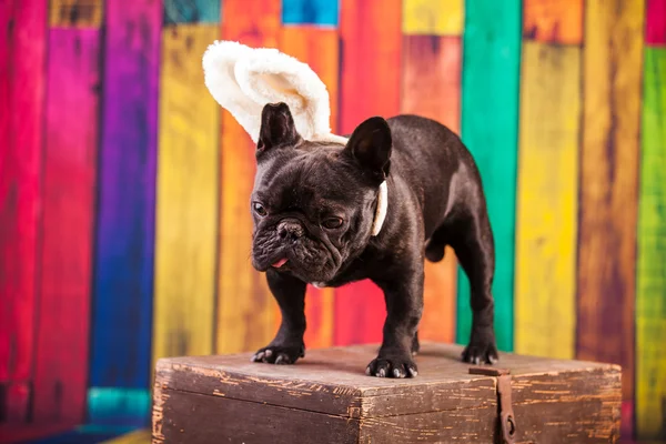 Coniglietto bulldog francese — Foto Stock