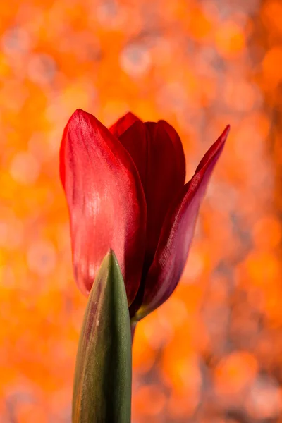 Tulipa vermelha com bokeh laranja — Fotografia de Stock