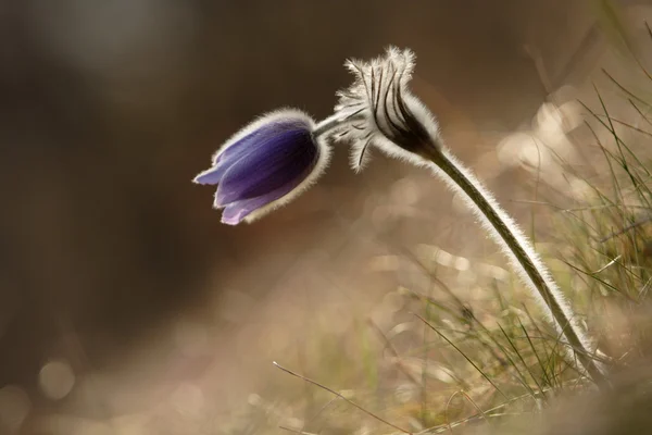 Blauwe Lentebloemen (pulsatilla patens) — Stockfoto