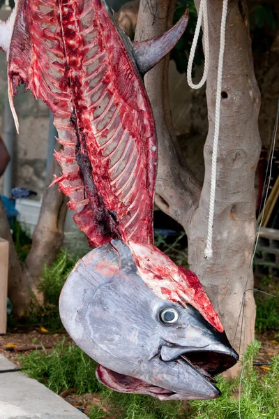 skeleton of tuna fish