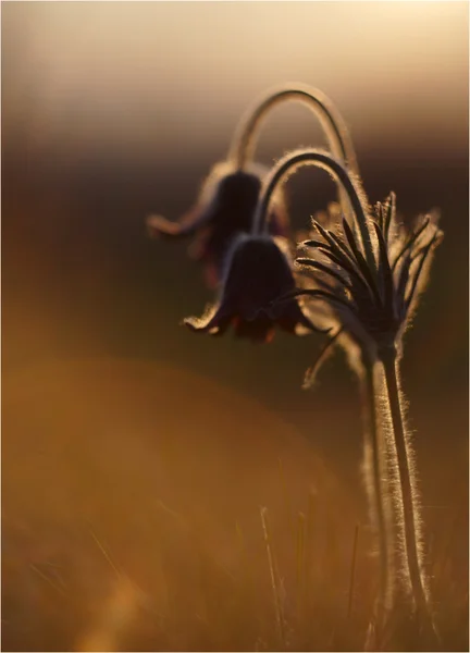 Berg pasqueflower (pulsatilla montana) — Stockfoto