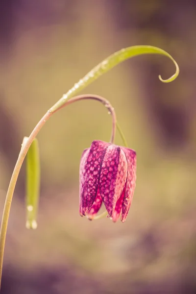 Wilde schaken bloem op een weide — Stockfoto