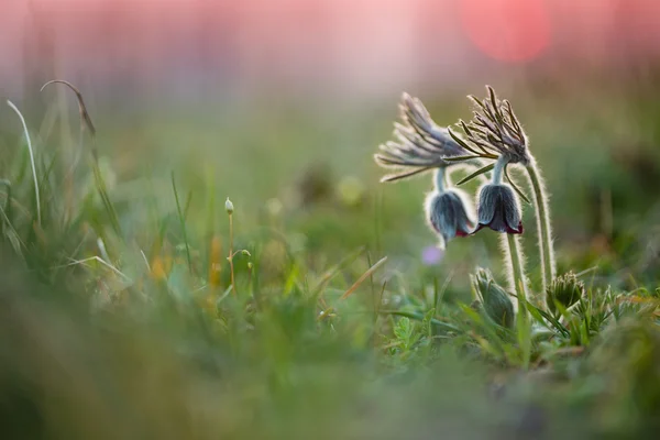 Mooie zwarte pulsatilla — Stockfoto