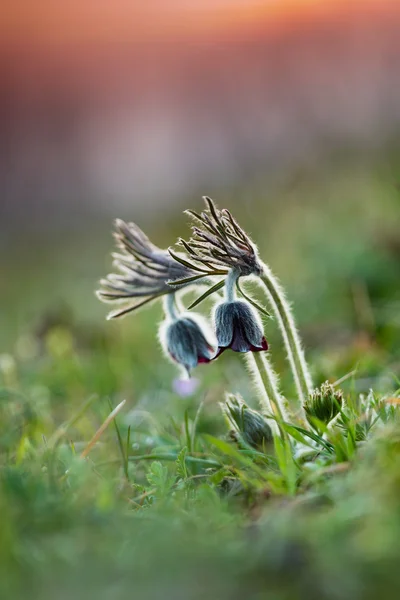 Bella pulsatilla nera — Foto Stock