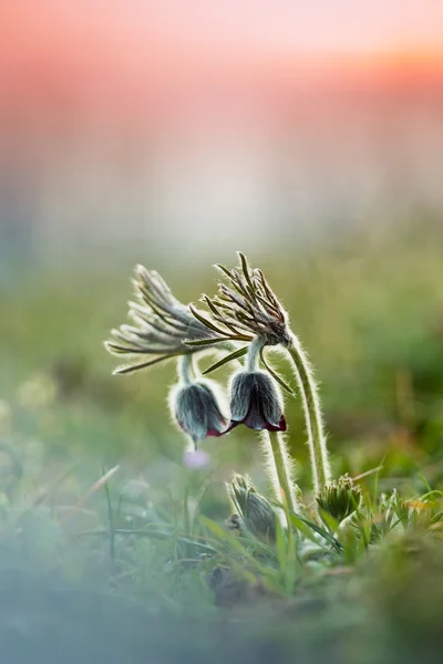 Mooie zwarte pulsatilla — Stockfoto