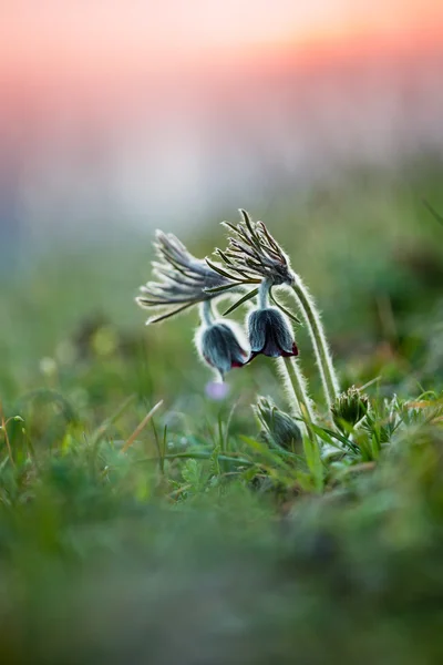 Güzel siyah pulsatilla — Stok fotoğraf