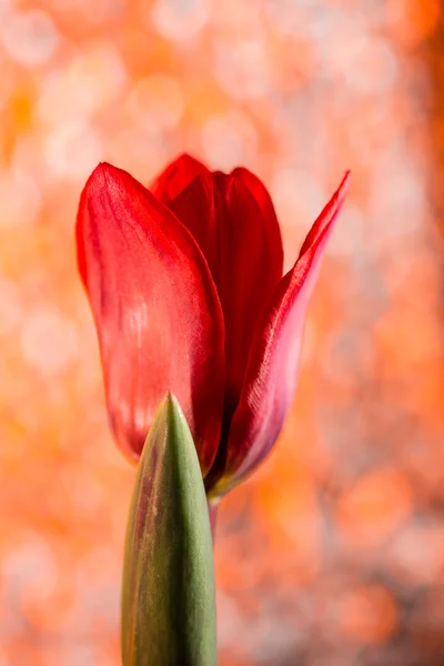 Tulipa vermelha com bokeh laranja — Fotografia de Stock