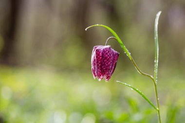 Bir çayır çiçek vahşi satranç