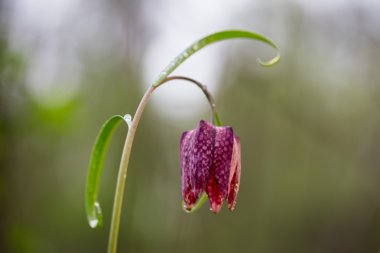 Bir çayır çiçek vahşi satranç