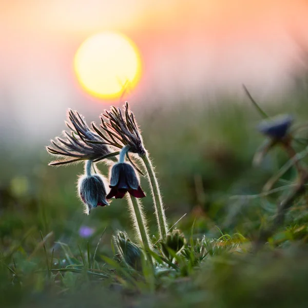 Beautiful Black pulsatilla — Stock Photo, Image