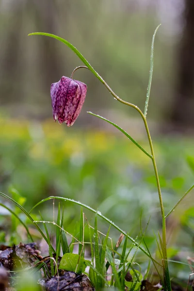 Wildschach-Blume auf einer Wiese — Stockfoto