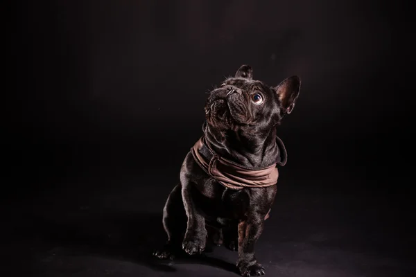 Een Franse bulldog — Stockfoto