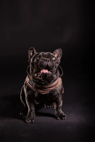 Een Franse bulldog — Stockfoto