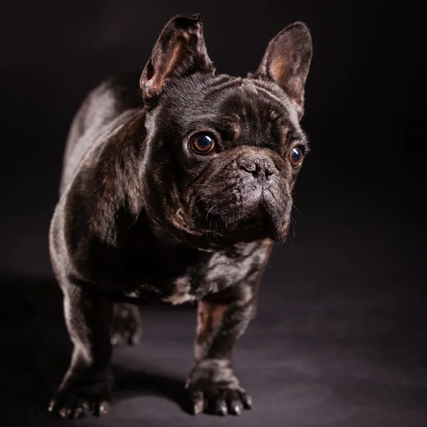 A french bulldog — Stock Photo, Image