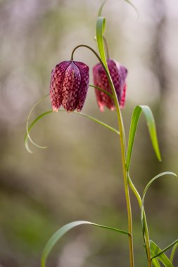Bir çayır çiçek vahşi satranç