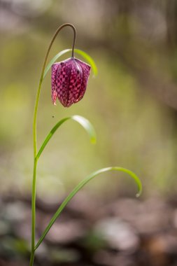 Bir çayır çiçek vahşi satranç