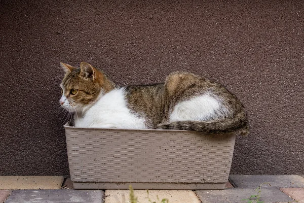 Grijze Kat Ontspannen Een Bloem Box — Stockfoto