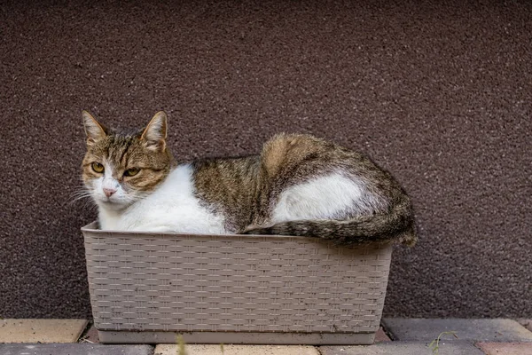 Grijze Kat Ontspannen Een Bloem Box — Stockfoto