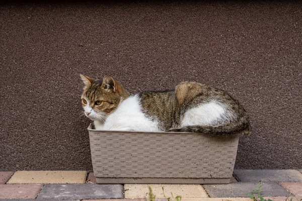 Graue Katze Entspannt Auf Einem Blumenkasten — Stockfoto