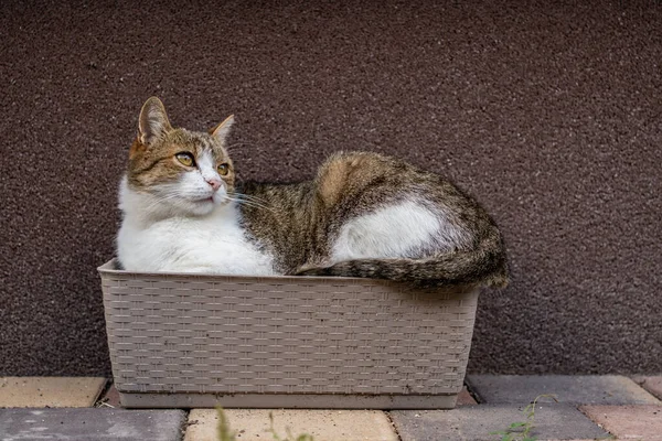 Gray Cat Relaxing Flower Box — Stock Photo, Image