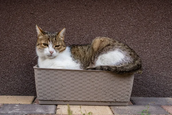 Gri Kedi Çiçek Kutusunda Dinleniyor — Stok fotoğraf