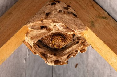 hornets nest under a wooden roof clipart