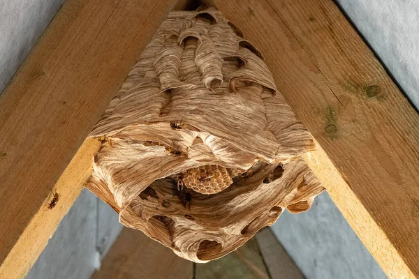 Hornet Nest Wooden Roof — Stock Photo, Image