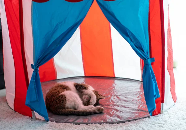 Cat Sleeping Home Pussy Cicus Tent — Stock Photo, Image