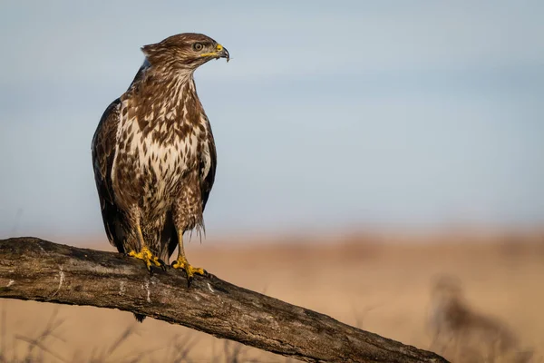 Common Buzzard Standing Alone Tree — Stock Photo, Image