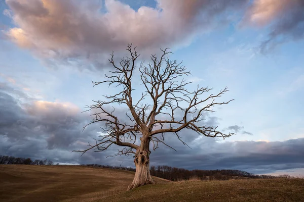 Toter Baum Bei Bewölktem Himmel — Stockfoto