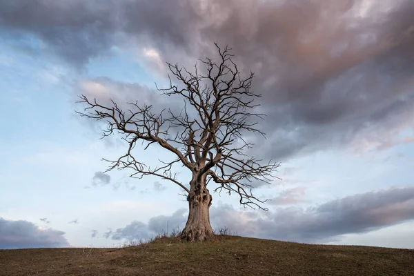 Dode Boom Met Bewolkte Lucht — Stockfoto