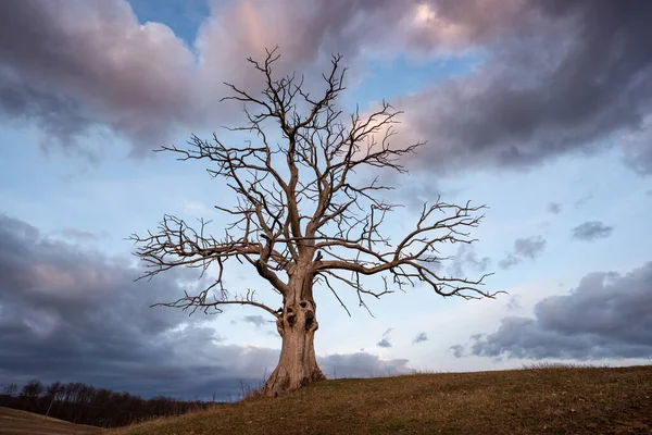 Árbol Muerto Con Cielo Nublado —  Fotos de Stock