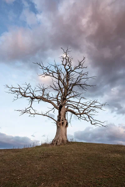 Árbol Muerto Con Cielo Nublado —  Fotos de Stock