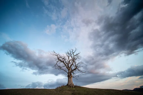 Árbol Muerto Con Cielo Nublado —  Fotos de Stock