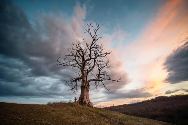 Árbol Muerto Con Cielo Nublado —  Fotos de Stock