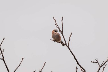 Güzel Avrasyalı Jay ağaçta oturuyor