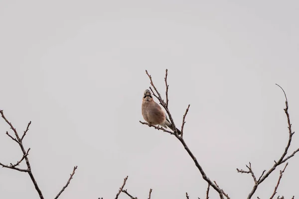 Mooie Euraziatische Jay Zittend Boom — Stockfoto