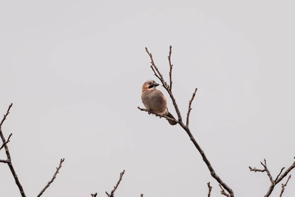 Mooie Euraziatische Jay Zittend Boom — Stockfoto