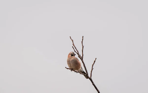 Hermosa Eurasiático Jay Sentado Árbol — Foto de Stock