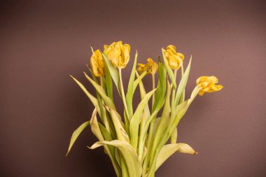 Sarı lale buketi.