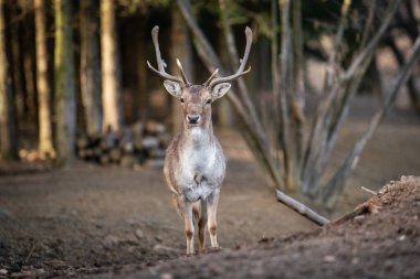 Vahşi bir ormanda duran güzel bir geyik