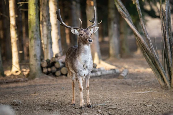 beautiful deer standing in a wild forest