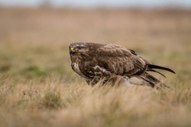 Çimenlerde tek başına duran sıradan bir akbaba.
