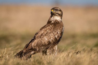 Çimenlerde tek başına duran sıradan bir akbaba.