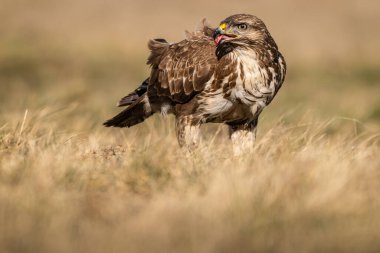 Çimenlerde tek başına duran sıradan bir akbaba.