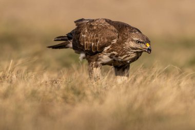 Çimenlerde tek başına duran sıradan bir akbaba.