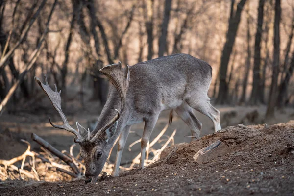 beautiful deer eating in a wild forest