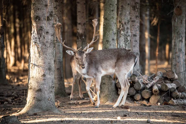 beautiful deer standing in a wild forest